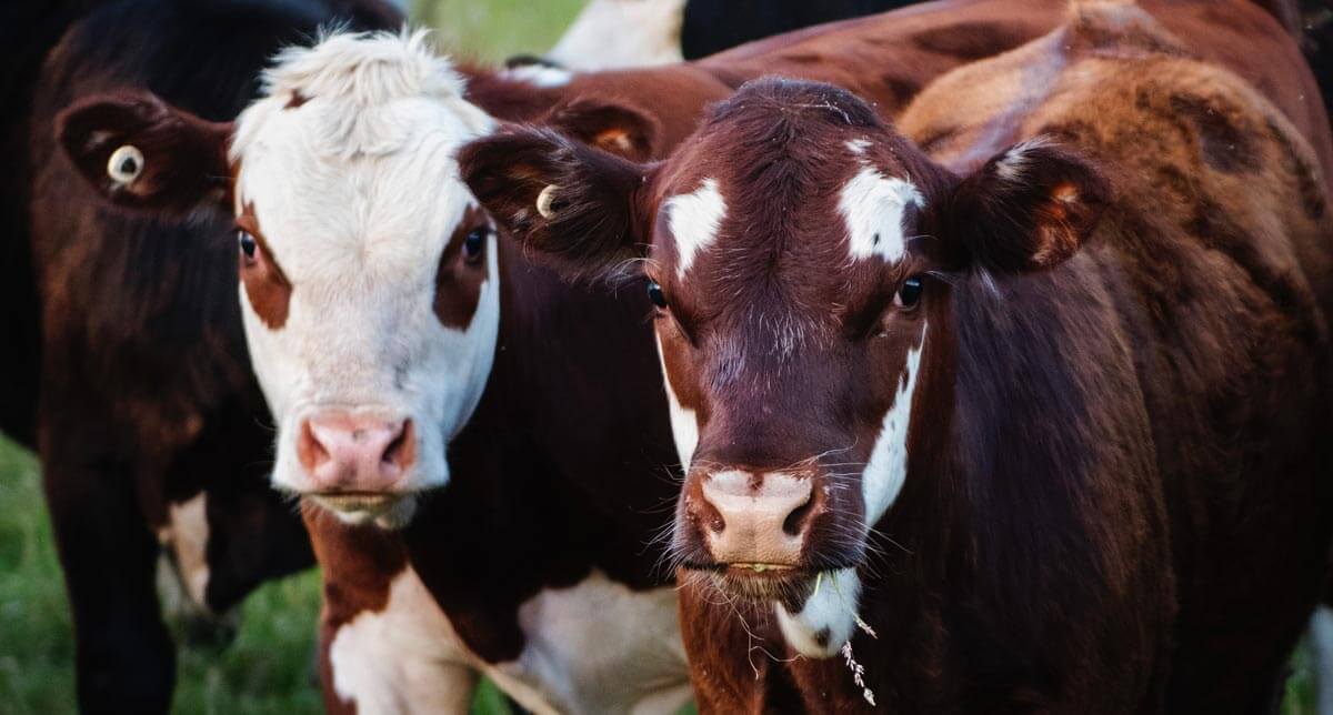 Brown and white cows